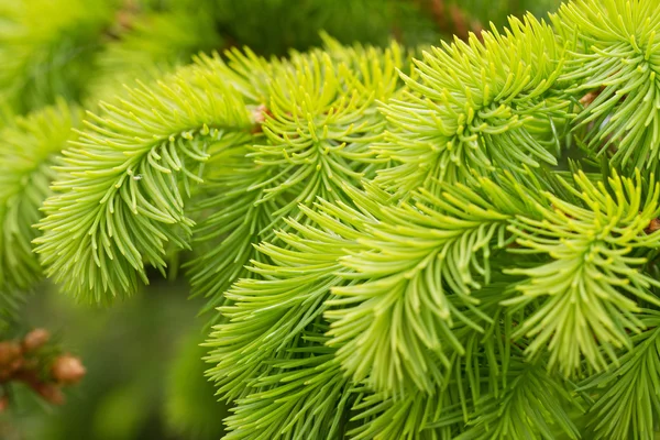 Growing pine tree in a spring. Royalty Free Stock Images