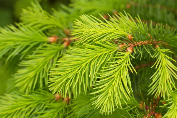 Groeiende pijnboom in een veer. Rechtenvrije Stockafbeeldingen