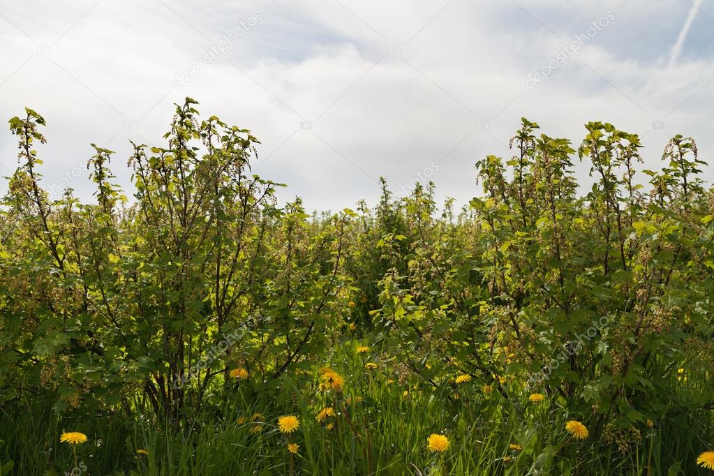 Spring on the berry field.