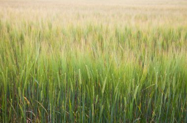 buğday büyüyen.