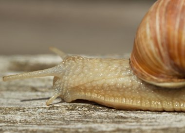 Salyangoz bir ahşap yüzeye.