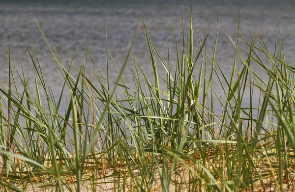 Mar Baltico. — Foto Stock