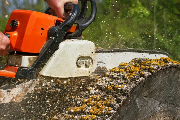 Man cuts a fallen tree. — Stock Photo, Image