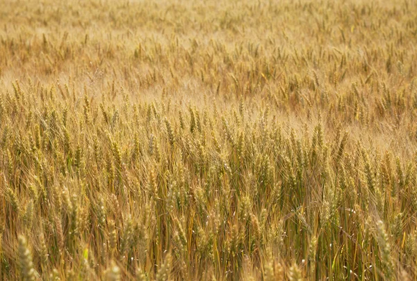 Gold wheat field. — Stock Photo, Image