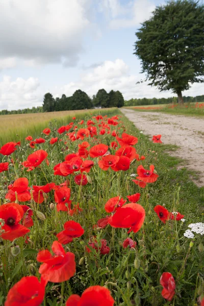 Land landschap. — Stockfoto