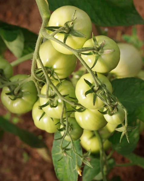 Cultivo de tomates . —  Fotos de Stock