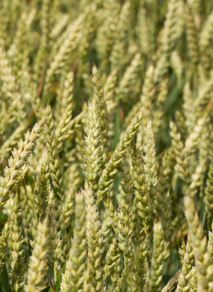 Растущая пшеница . — стоковое фото