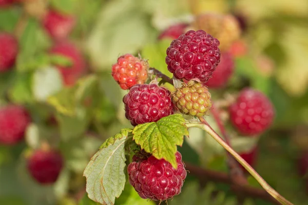 Himbeeren anbauen. — Stockfoto