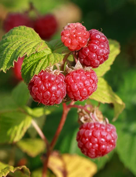 Ahududu yetiştiriyorum.