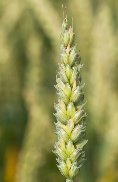 Trigo crudo . — Foto de Stock