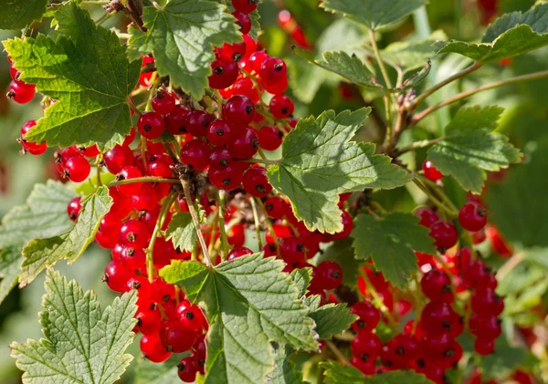 Growing groselhas vermelhas . — Fotografia de Stock