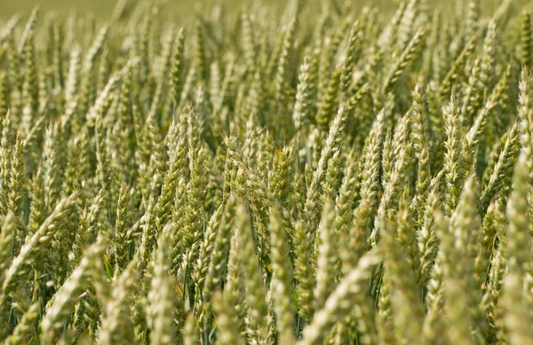 Weizen anbauen. — Stockfoto