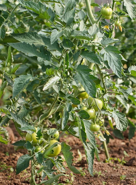 Cultivo de tomates . — Fotografia de Stock