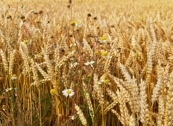 Cultivo de trigo . — Foto de Stock