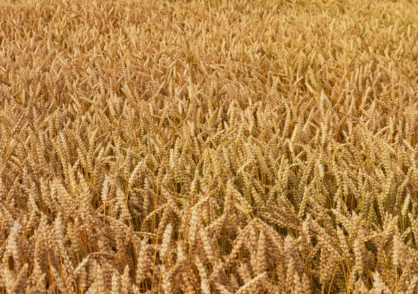 Growing wheat. — Stock Photo, Image