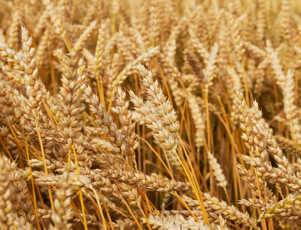 Growing wheat. — Stock Photo, Image