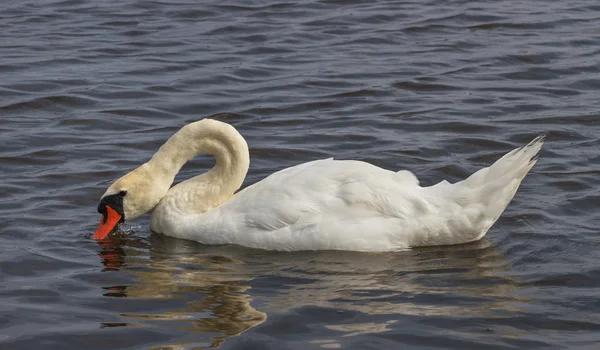 Swan on the water. — Stock Photo, Image