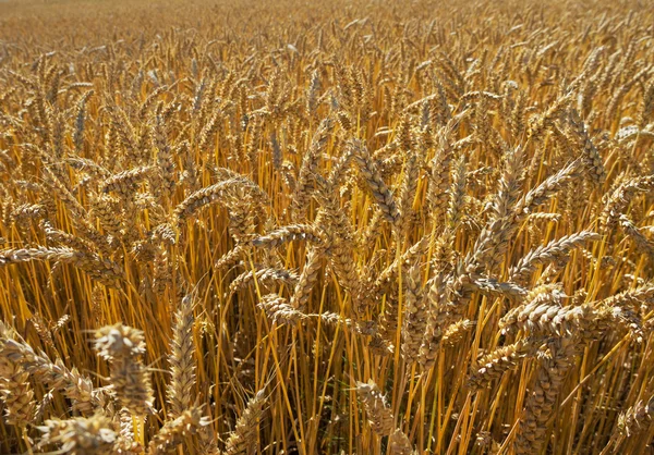 Ripe wheat. — Stock Photo, Image