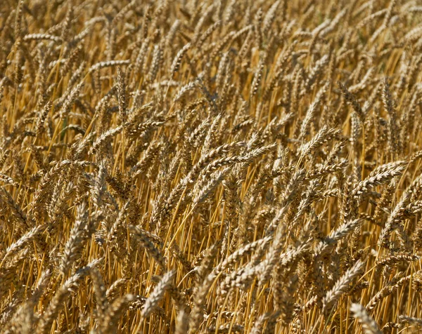 Ripe wheat. — Stock Photo, Image