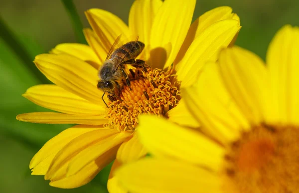 Abeja. —  Fotos de Stock