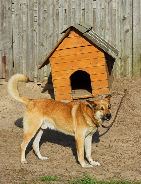 Kromme hondenhok. — Stockfoto