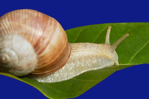 Wine snail on the leaf. — Stock Photo, Image