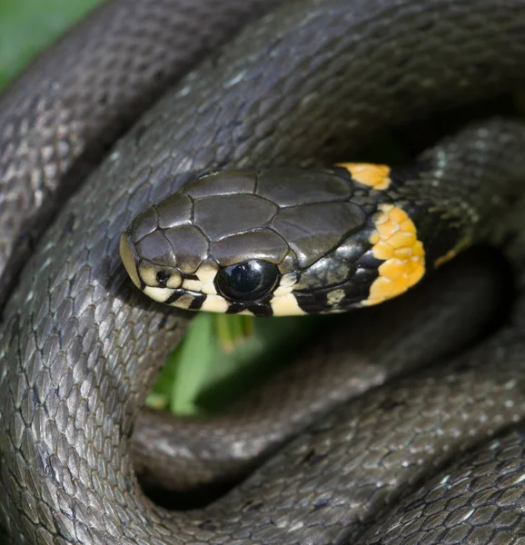 Cobra-relva . — Fotografia de Stock