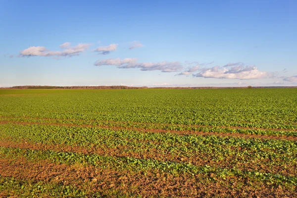 Groeiende canola. — Stockfoto