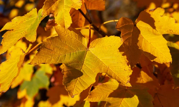 Листья клена . — стоковое фото