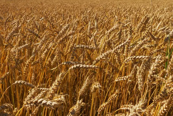 Ripe wheat. Royalty Free Stock Photos