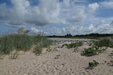 Baltık Denizi kıyısı manzarası.