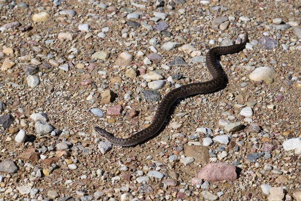 Раненая змея на гравийной дороге.