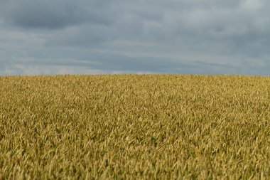 Yazın bir buğday tarlası manzarası.