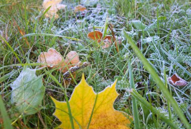 Frost bir sabah.