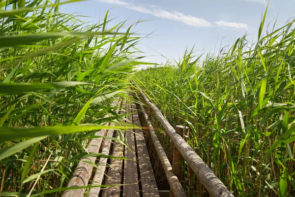 Houten pad in platteland. — Stockfoto