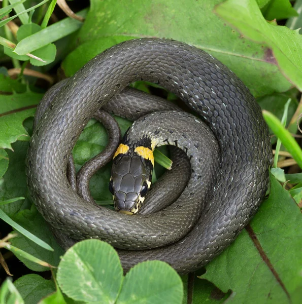 Grama cobra ao ar livre . — Fotografia de Stock