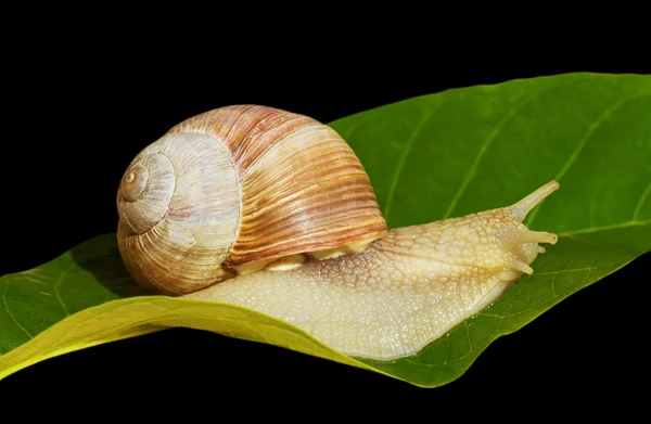 Caracol de vinho na folha . — Fotografia de Stock