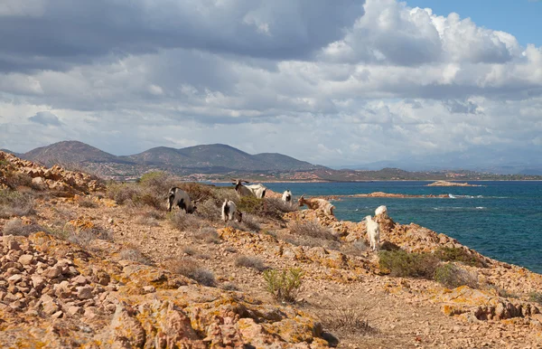 Ovejas en la roca . — Foto de Stock