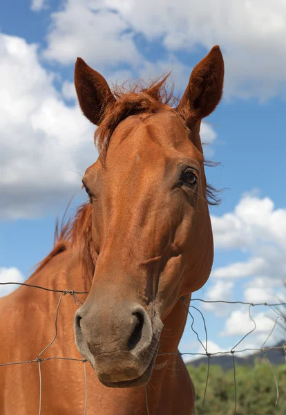 Pferd in der Sonne teodoro. — Stockfoto