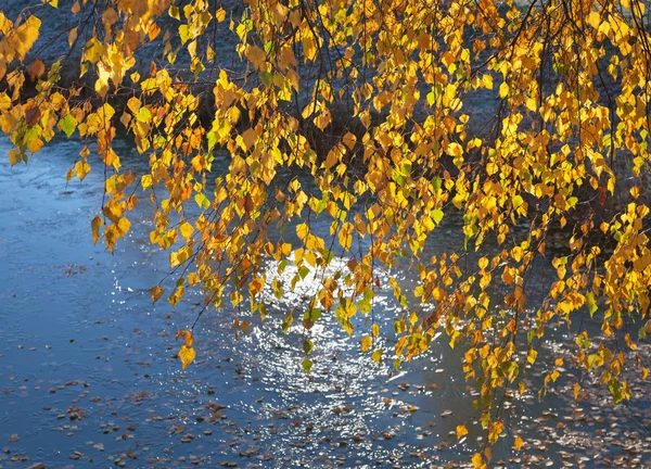 Sjön och träd. — Stockfoto