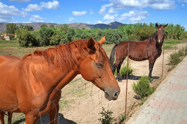 Caballo en el sol Teodoro . — Foto de Stock