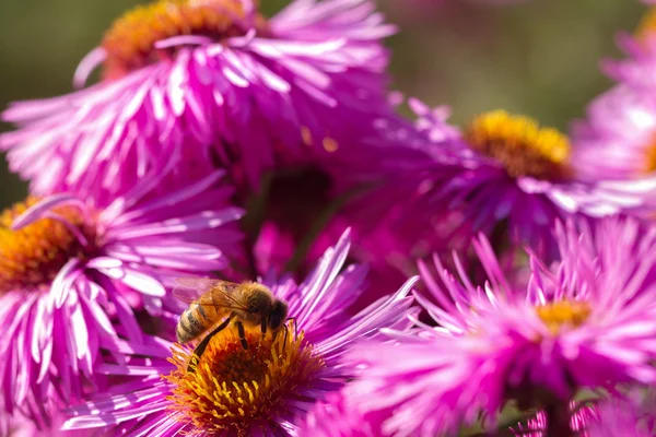 Een honingbij op de bloem. — Stockfoto