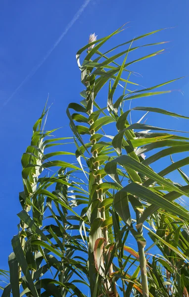 Cultivo de bambú, Italia . — Foto de Stock