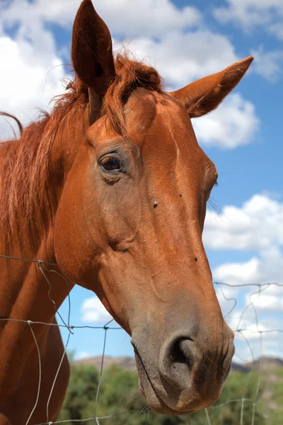 Cavalo no Sol Teodoro . — Fotografia de Stock