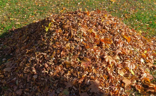 Hügel mit umgefallenen Blättern. — Stockfoto