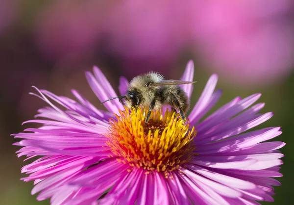 Één bumble-bee op de bloem. — Stockfoto