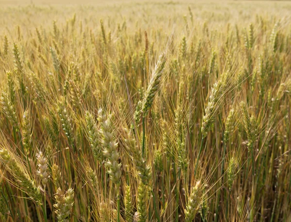 Gold wheat field. — Stock Photo, Image