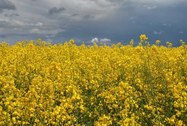 Veld voor de storm. — Stockfoto