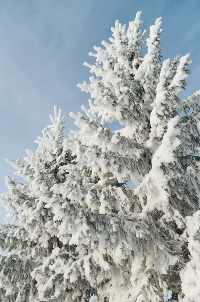 Fir tree in a winter. Stock Photo