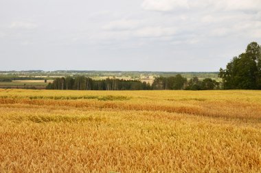 Altın buğday büyüyen.